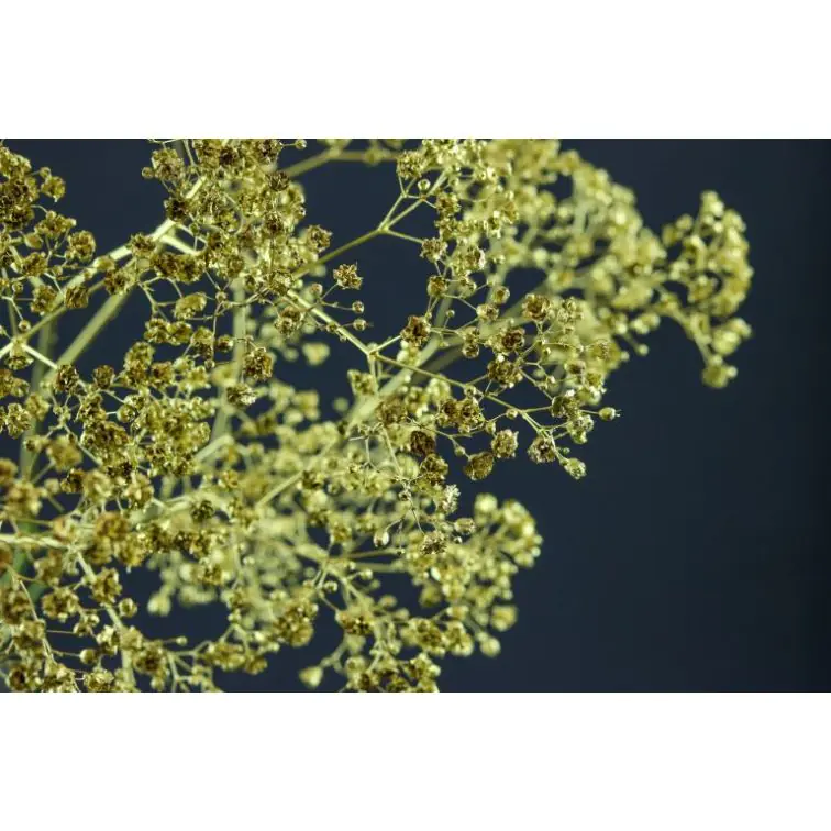 Gypsophilia colored