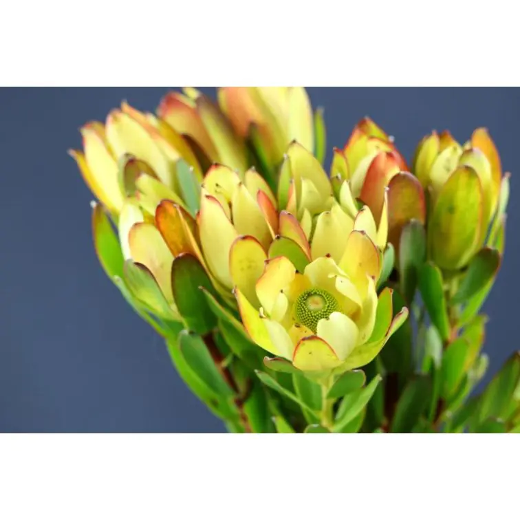 Leucadendron Goldstrike