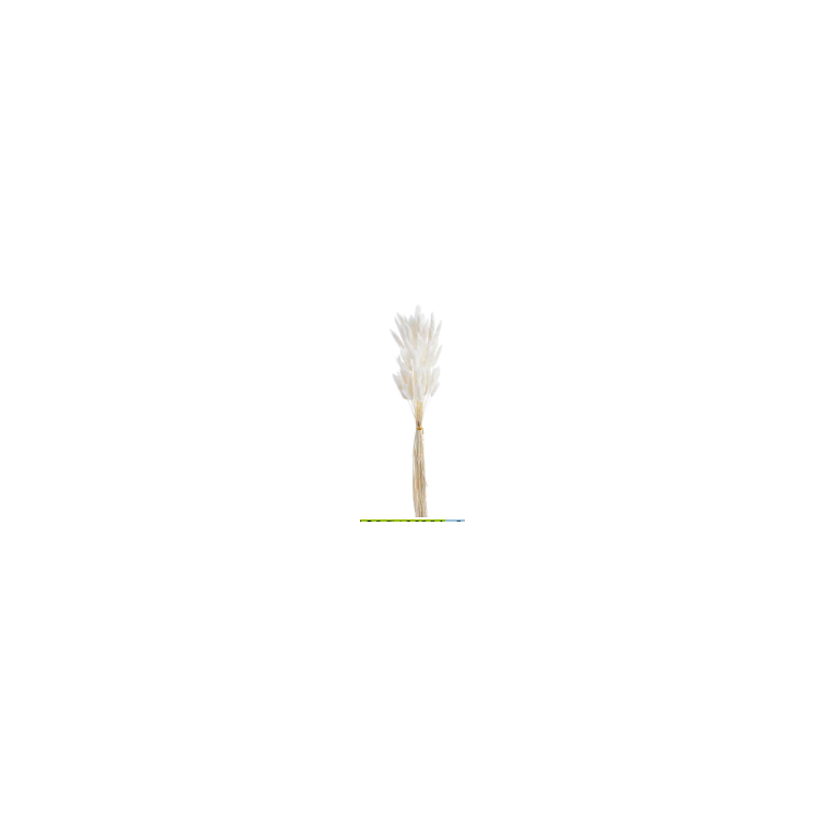 Dekoratīvs lagurus , 120CAN001_MIX