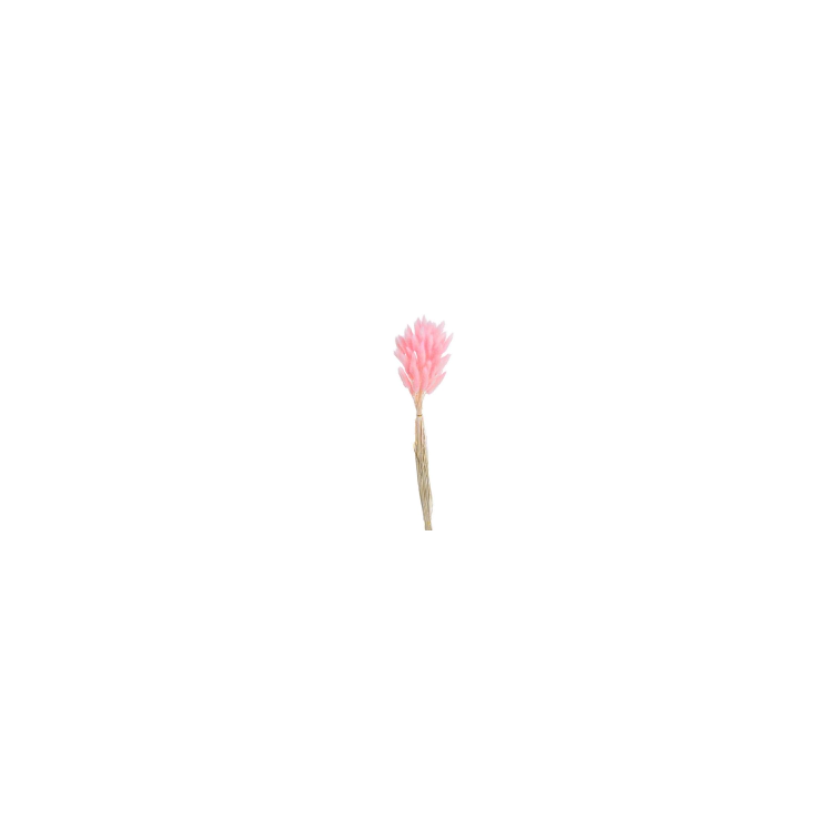 Decorative lagurus , 120CAN001_MIX