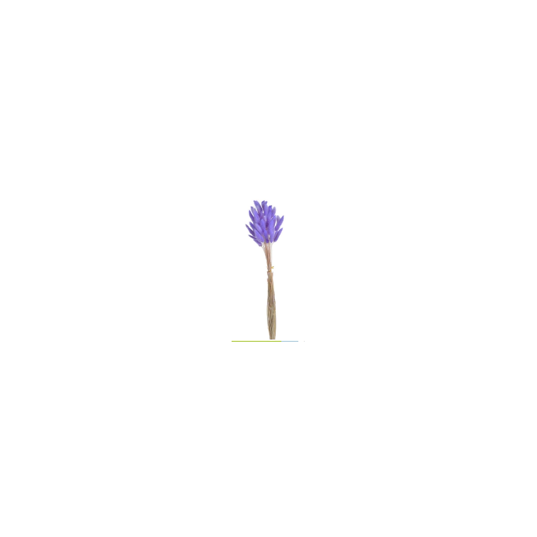 Decorative lagurus , 120CAN001_MIX