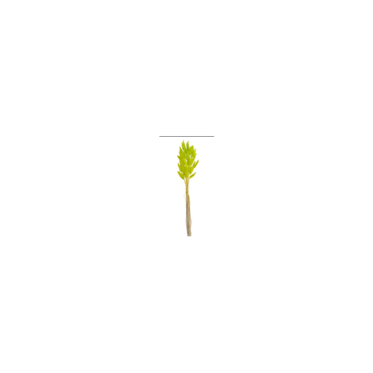 Decorative lagurus , 120CAN001_MIX