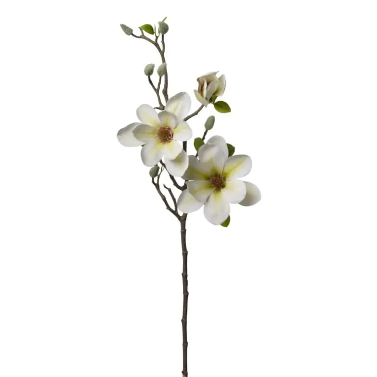 Magnolijas zars, 2FPC5-037