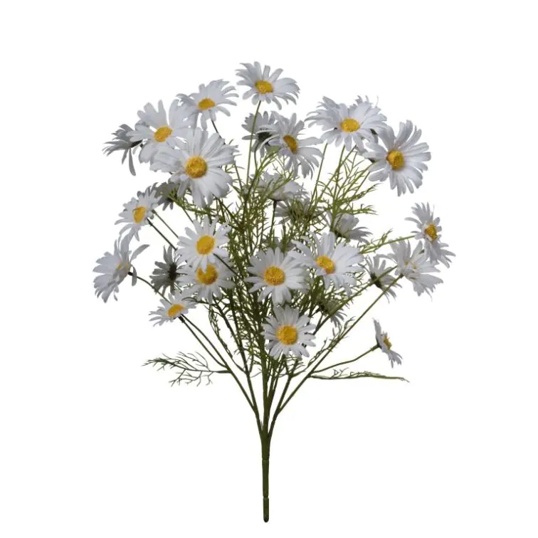 Margrietiņas, 2FHZ2671