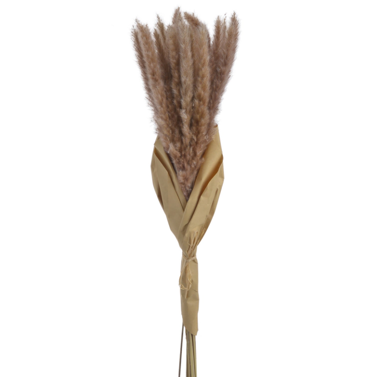 Кортаде́рия, 92CANNNB71807-N10