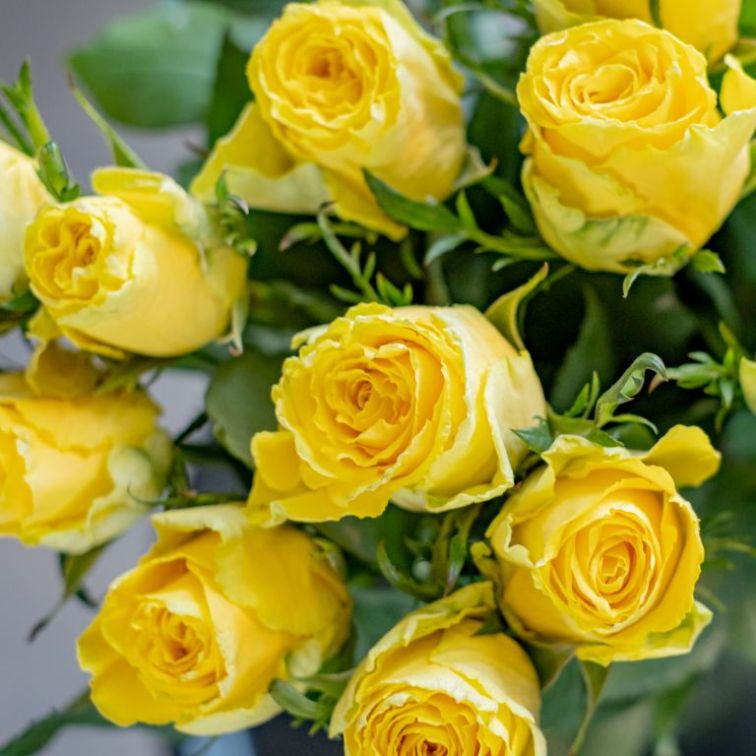 Roses  Good Times (19PCS|60CM)