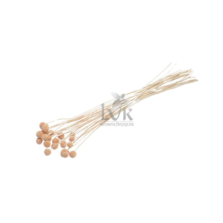 Mākslīgs zieds - Craspedia, H2404029S-2
