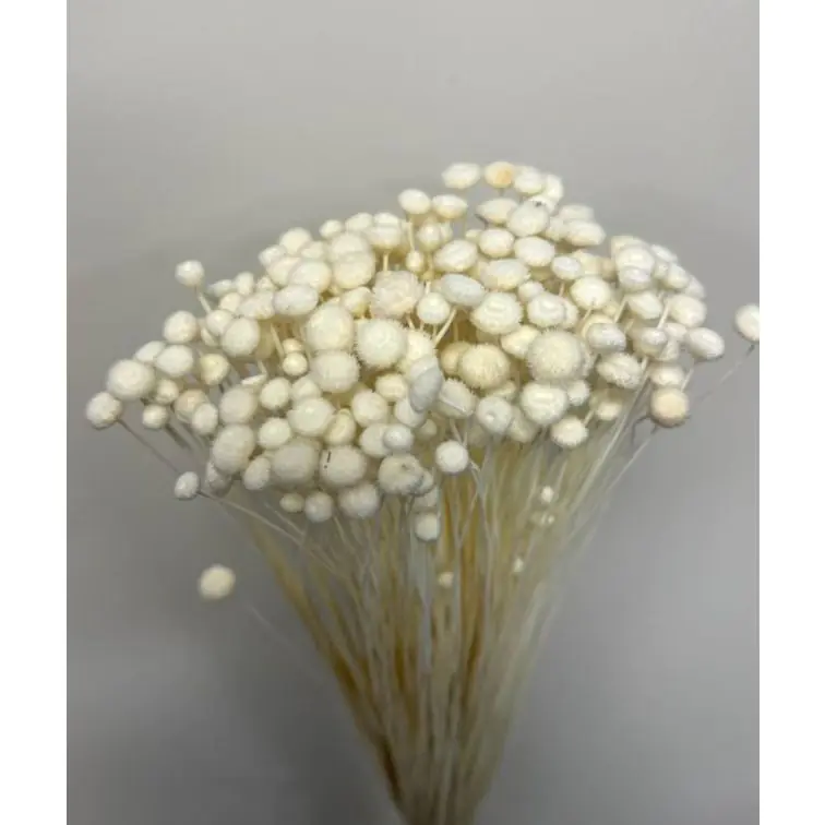 Сухоцветы - Amarellino, 100gr, AMAR100BIANCO