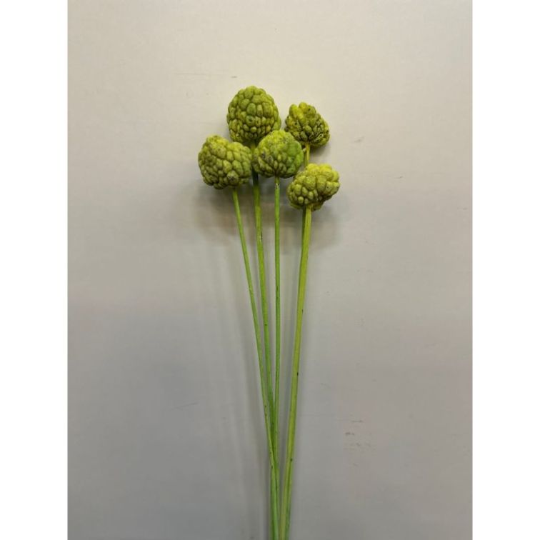 Сушёный Ata fruit, ATAFOS5VBS main product photo