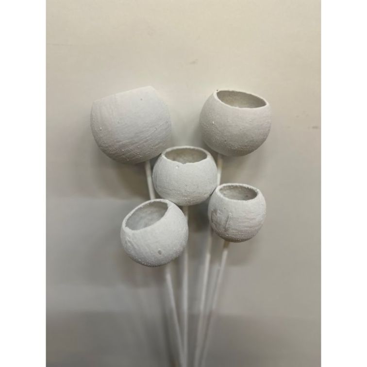 Dried flowers - Bell cup, BCOS5BS
