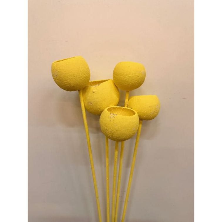 Dried flowers - Bell cup, BCOS5GS