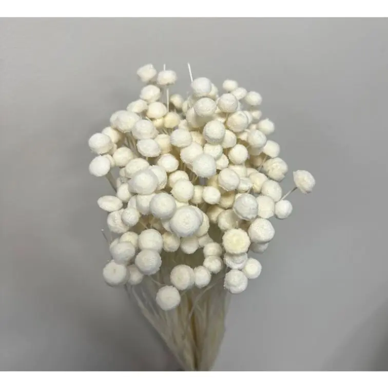 Сухоцветы - Botao, 100gr, BO100BIANCO