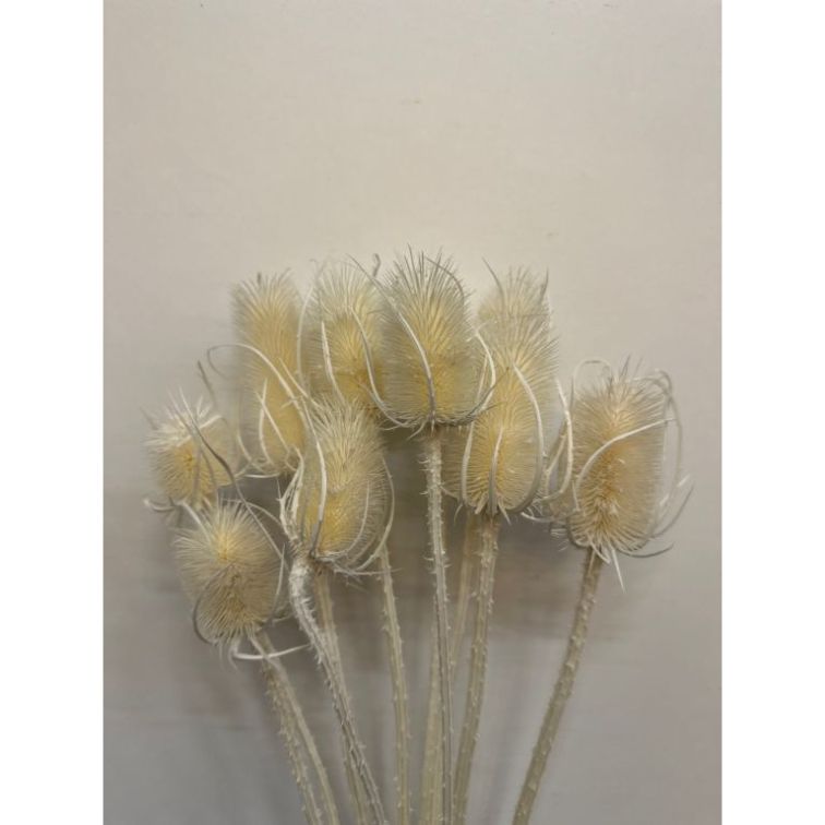 Dried flowers - Cardi Palustri, CP10BIA