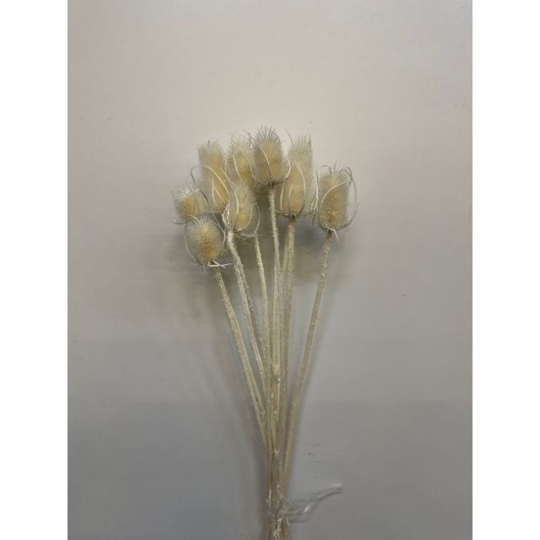 Сухоцветы - Cardi Palustri, CP10BIA main product photo