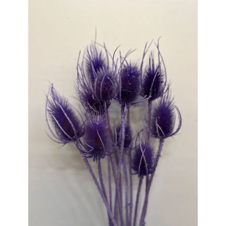 Dried flowers - Cardi Palustri, CP10LILLA