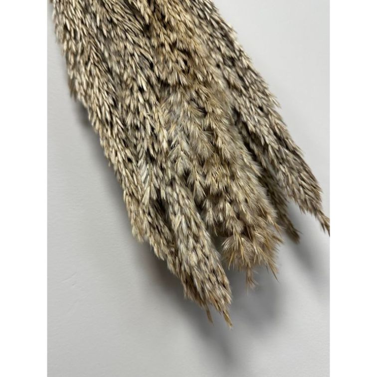 Pampas grass - Cime di canna, CICA5NAT