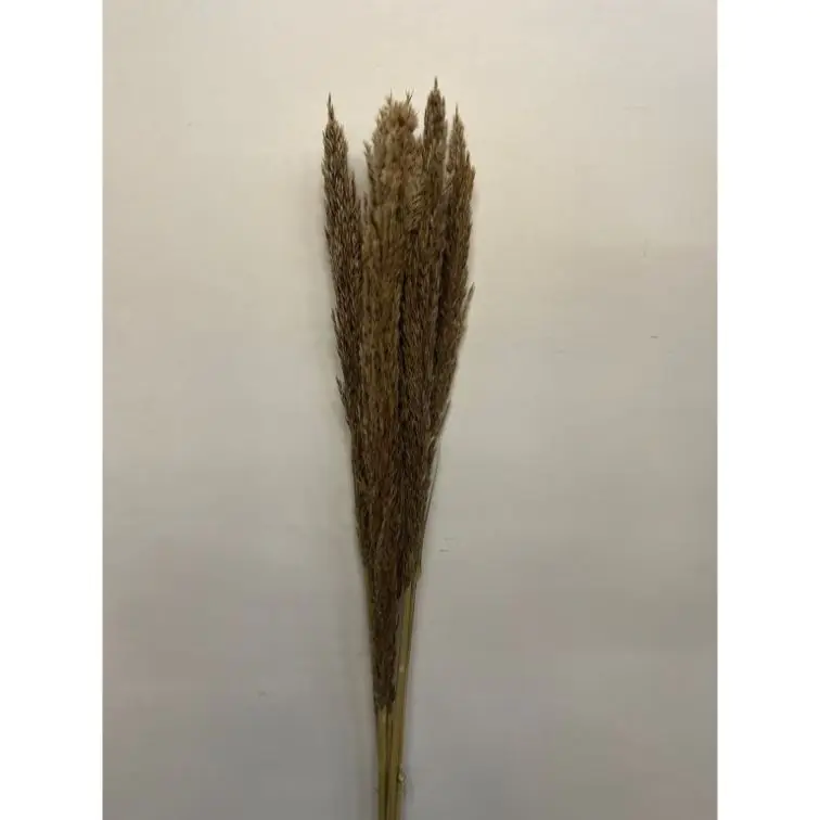 Pampu zāle - Cime di canna, CICA5NAT