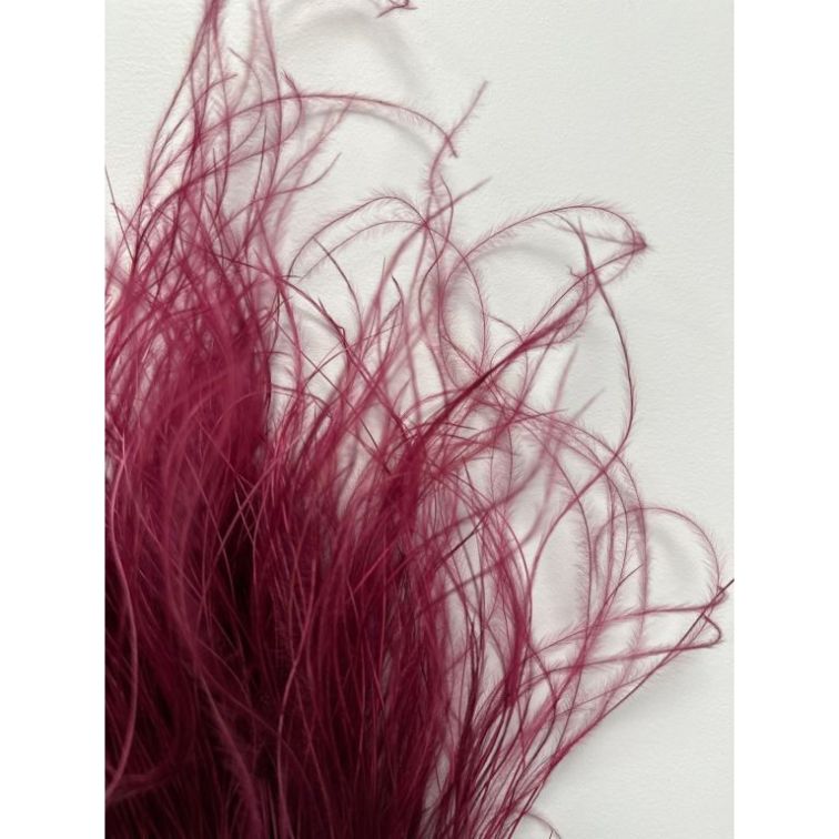 Dried flowers - Stipa Pennata, 50gr, STI50BORD