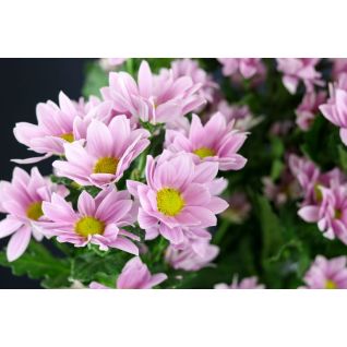 Chrysantemum Grand Pink