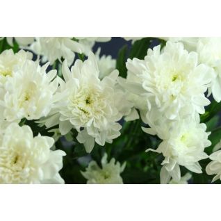 Chrysantemum Zembla White