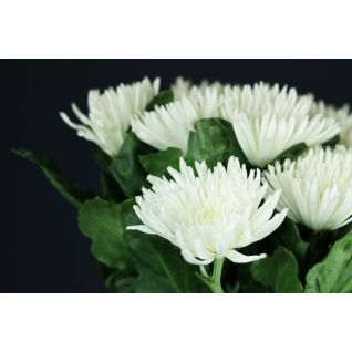 Chrysantemum Anastasia White