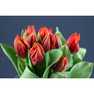 Tulip Hermitage