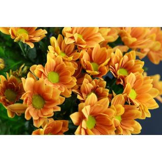 Chrysantemum Grand orange