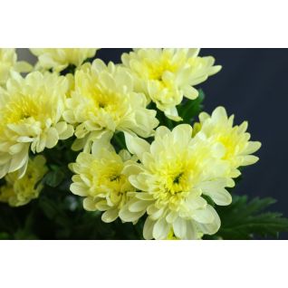 Chrysantemum Zembla Cream