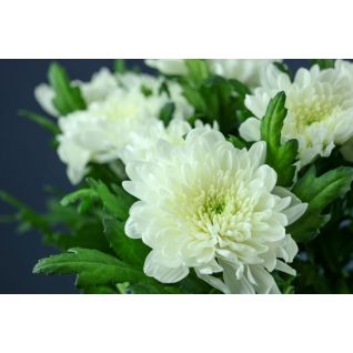 Chrysantemum Zembla White