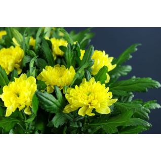 Chrysantemum Zembla Yellow