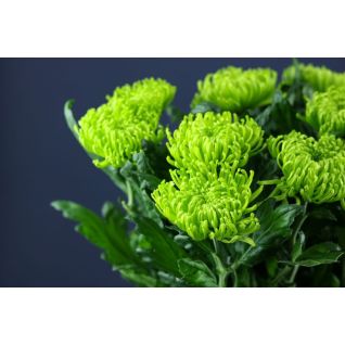 Chrysantemum Anastasia Green