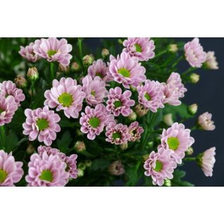 Chrysantemum Santini Rossi Pink