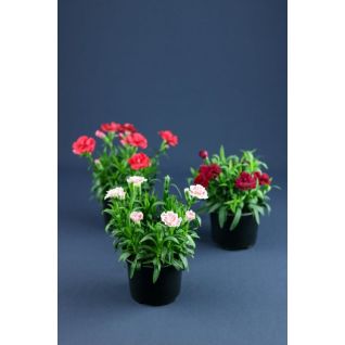 Carnation Dianthus p10