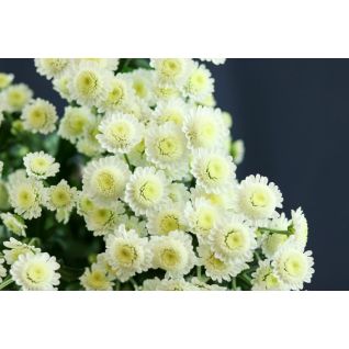 Chrysantemum Stallion White