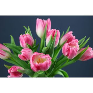 Tulip Bolroyal Pink