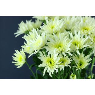 Chrysantemum Delianne