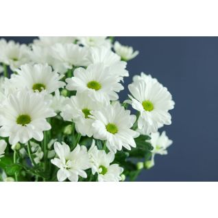 Chrysantemum Bacardi White