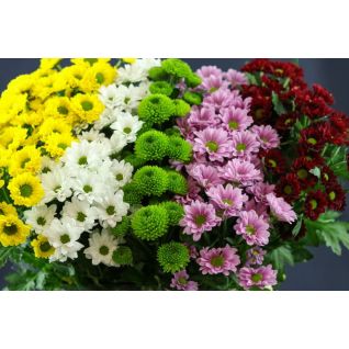 Chrysantemum Santini Mix