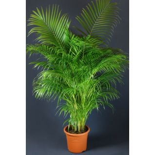 Areca 200cm