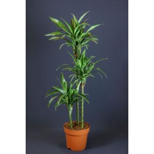 Dracaena Ulises 150cm