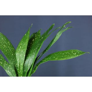 Aspidistra Milky Way