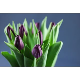 Tulip Purple Lady