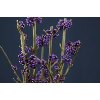 Callicarpa