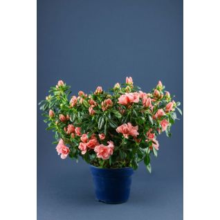 Azalea p15