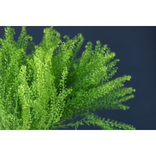 Thlaspi Green Bell