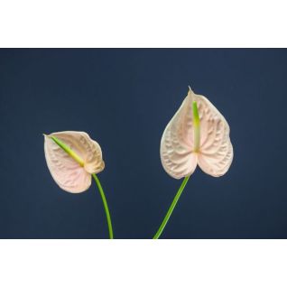 Anthurium Cheers