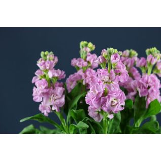 Matthiola Pink