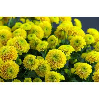 Chrysantemum Santini Jeanny Orange