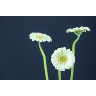 Germini Albino