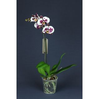 Orchid Phalaenopsis